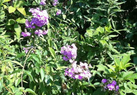 Peaceful Yet Wild - summer, sunny, flowers, pink