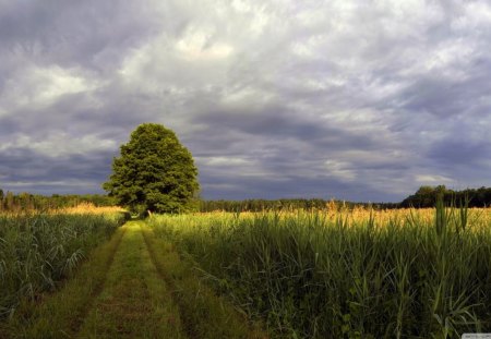 Out to the Field - forest, path, yellow, daylight, weeds, grass, white, sky, clouds, field, trees, nature, day, green