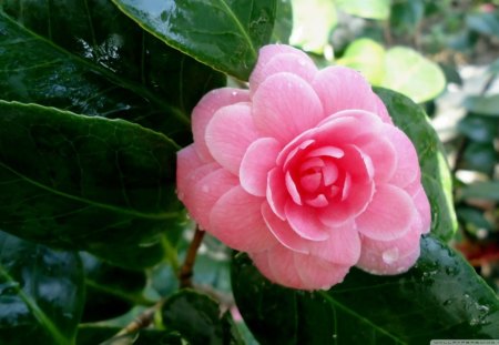 Pink Rose - stems, daylight, day, rose, nature, pink, petals, green, leaves, bunch