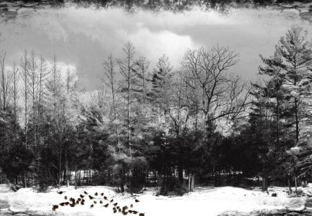 Winter Black and White - forest, frame, fall, winter, frost, vintage, trees, ice, birds, snow, autumn, cold