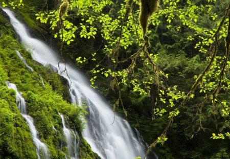 Mountain Waterfalls - trees, waterfalls, water, falls, moss, forest, daylight, nature, green, day