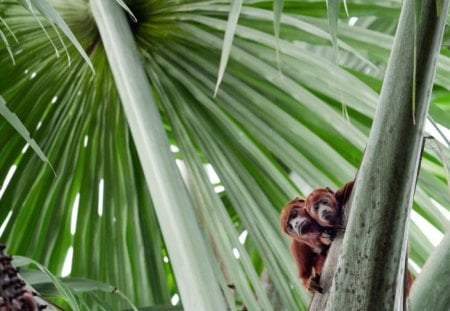 MACACOS - fauna, animal, macacos, natureza