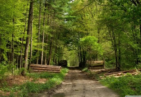 Deep Forest - trees, daylight, logs, day, dirt, path, limbs, wood, nature, dark, forest, bunch, leaves, green, trunks