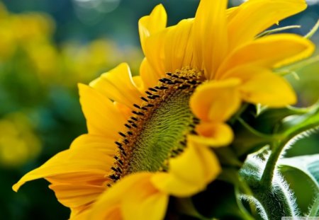 Bold Sunflower - sunflower, stems, daylight, day, seeds, nature, yellow, petals, leaves, middle, color, layers, bold, flower