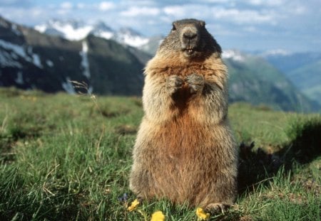 MARMOTA - fauna, animal, marmota, natureza