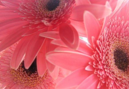 Bunch of Pink Gerbera - flowers, pretty, center, nature, bunch, petals, pink, gerbera