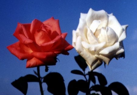 White and red roses - flowers, roses