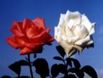 White and red roses