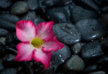 Flower - flowers, pink