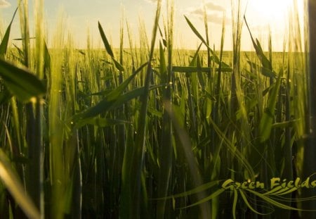 Green Field - clouds, nature, green, field, sun, sky