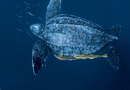 leatherback  Turtle - leatherback turtle, endangered species