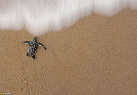 leatherback  Turtle baby - frist time in the sea, endangered baby turtle