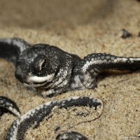 leatherback  Turtle baby