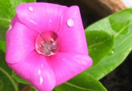 My Vinka 3 - rain, photography, pink, vinka, plant, leaves, pot, flower, drops