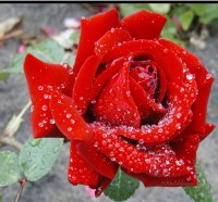 Raindrop on Open Red Rose