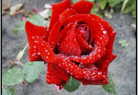 Raindrop on Open Red Rose - nature, abstract, raindrop, red, photography, colorful, flowers, rose