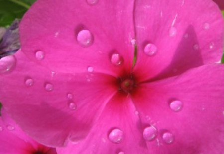 My Vinka 2 - rain, photography, pink, petals, vinka, plant, pot, flower, drops