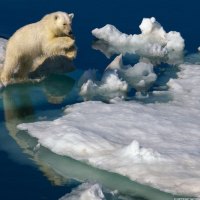 polar bear jumping 