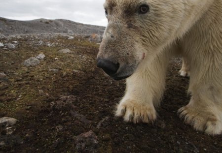 polar bear on land - polar bear, soon to be endangered