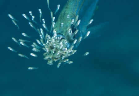 mother fish - fish protecting it brood, mother love