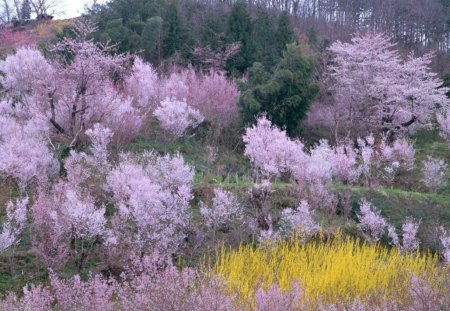 Pink forest - tree, forests