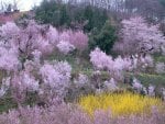 Pink forest