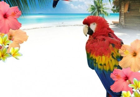 Tropical twitter - tropical, animals