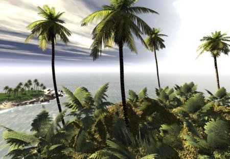 Palms - palms, nature