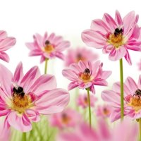 Pink flowers