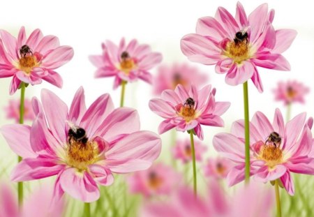 Pink flowers - flowers, pink