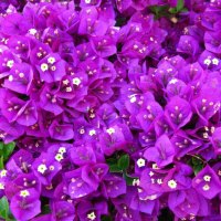 Purple flowers