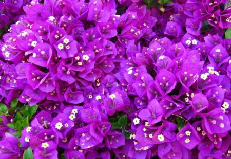 Purple flowers - purple, flowers