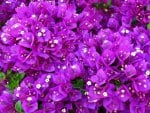 Purple flowers