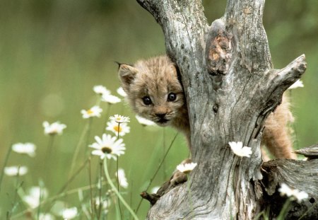 Lynx Cub - flowers, cub, kitt, flower, lynx, tree, wild, cat