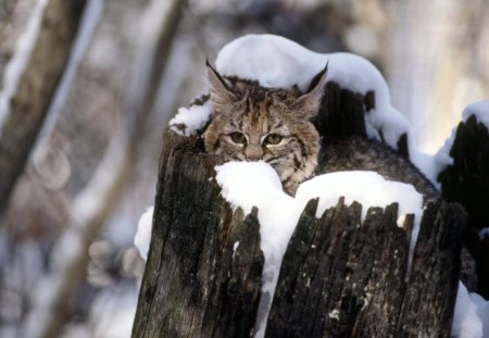 snowy - kittens, snow