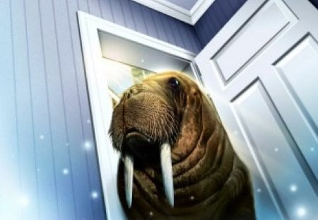 Knock Knock can I come in ? - walrus, door, walrus bull