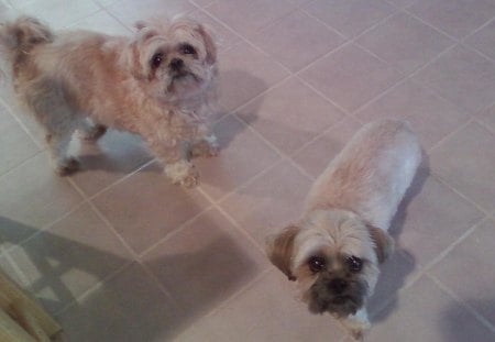 Tedisoo and Samantha - tedisoo, samantha, animals, dogs, shih tzus