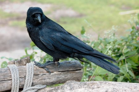 Got you, my Black Friend  - bird, corvus corax, crow, raven bird, raven, black crow