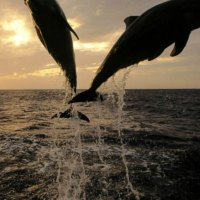 dolphins sunset jumping 