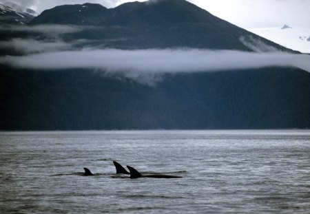 orca whales family - ocean, cloudy, whales, orca whales