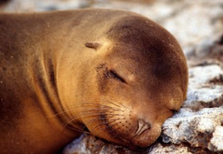 Sleepy seal  - snow, pillow, sleepy, seal