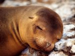 Sleepy seal 