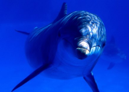 bottlenose dolphin - dolphin, aquatic, bottlenose dolphin, blue