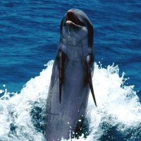 Backward Swimming Feet dolphin