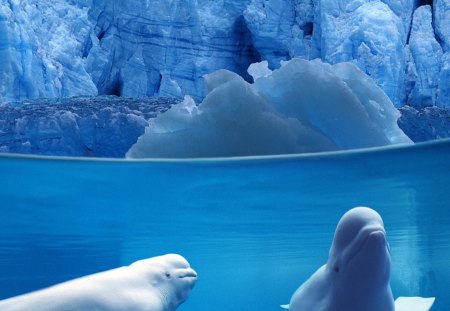 Belugas Underwater - deep water, icy ocean, blue, belugas