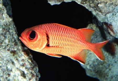 BIG-EYE-SQUIRREL FISH