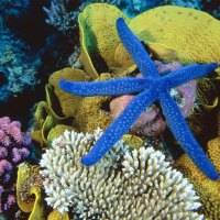 blue linckia sea star