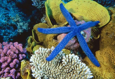 blue linckia sea star - sea star, blue star, great barrier reed, blue linckia, australia