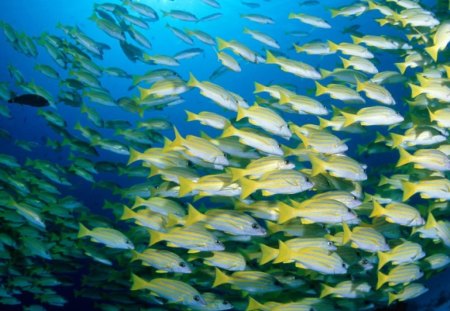 sea perch - sea perch clan, sea perch, blue banded, fish colony