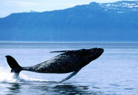 breaching humpback whale - breaching, fly whale, ocean, humpback, whale